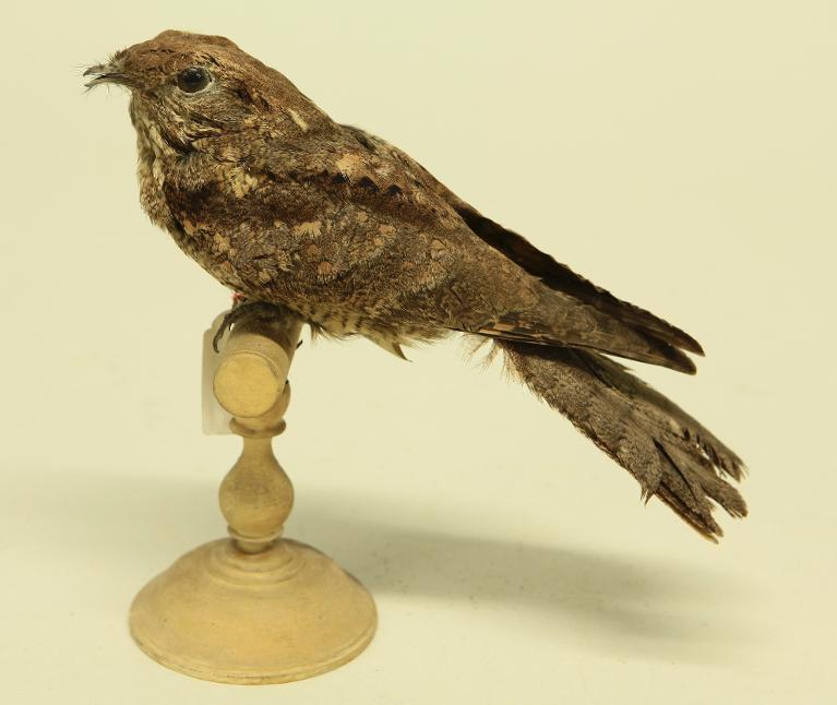 animal naturalisé : oiseau : Engoulevent