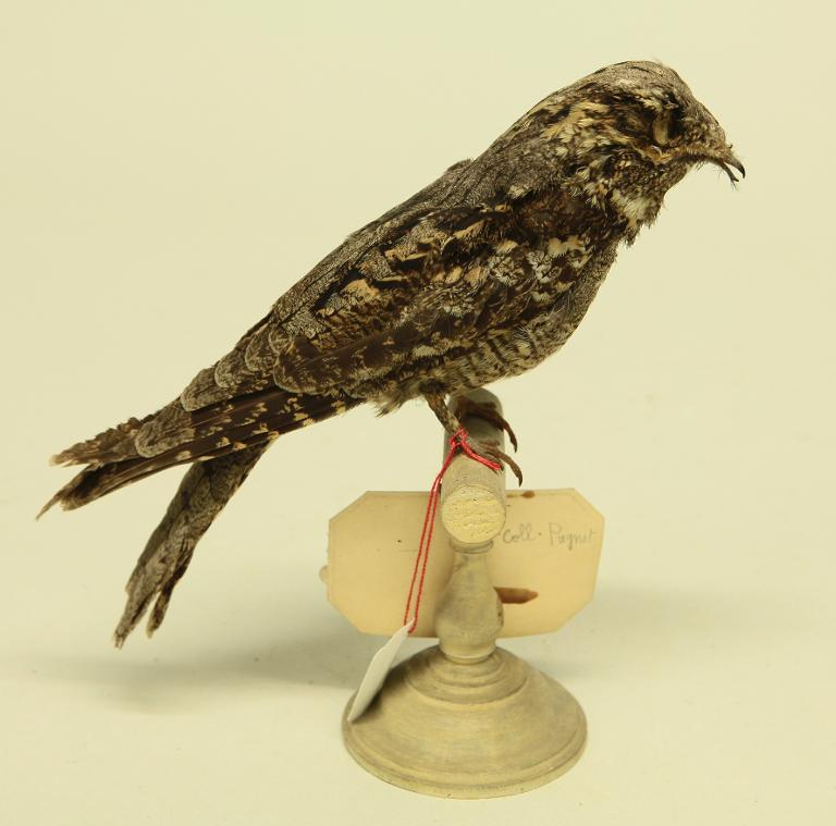 animal naturalisé : oiseau : Engoulevent d'Europe