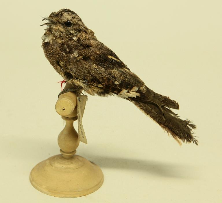 animal naturalisé : oiseau : Engoulevent   ?
