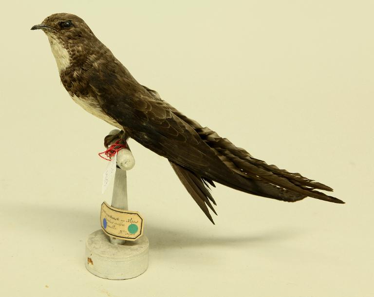 animal naturalisé : oiseau : Martinet à ventre blanc