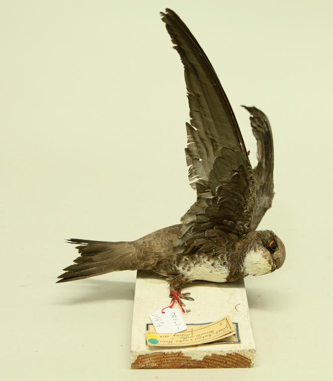 animal naturalisé : oiseau : Martinet à ventre blanc