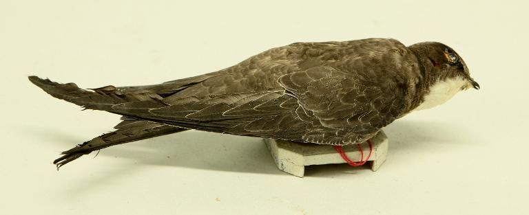 animal naturalisé : oiseau : Martinet à ventre blanc