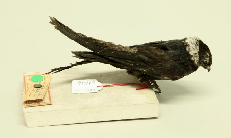 animal naturalisé : oiseau : Martinet à collier blanc