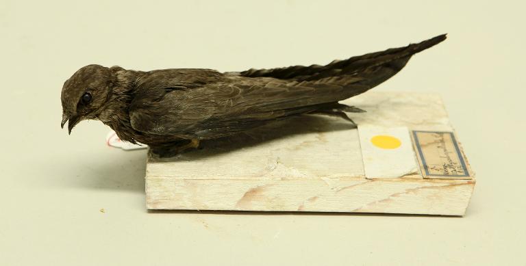 animal naturalisé : oiseau : Martinet pâle