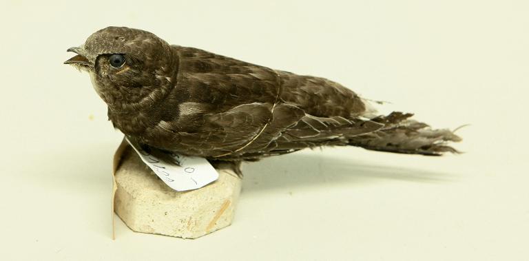 animal naturalisé : oiseau : Martinet noir