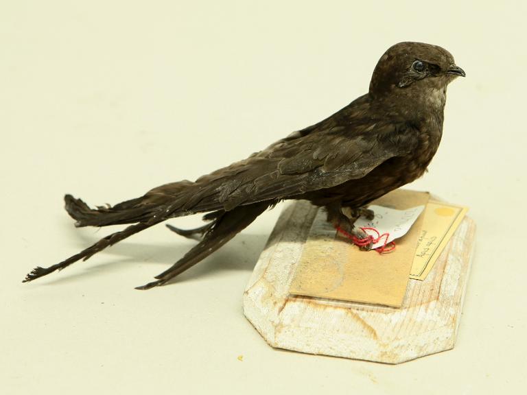 animal naturalisé : oiseau : Martinet noir