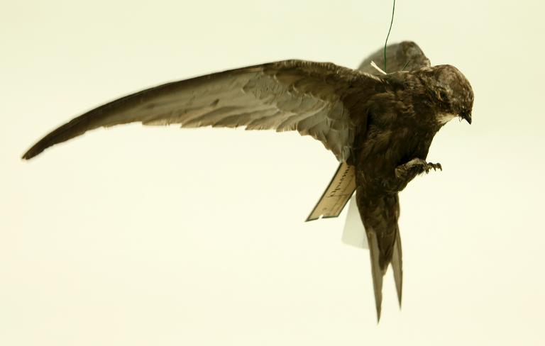 animal naturalisé : oiseau : Martinet noir