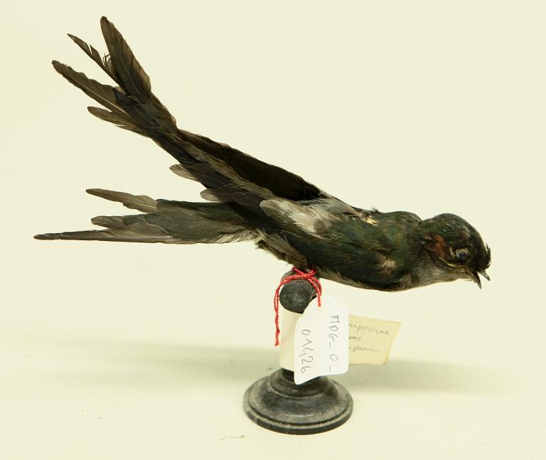 animal naturalisé : oiseau : Hémiprocné longipenne