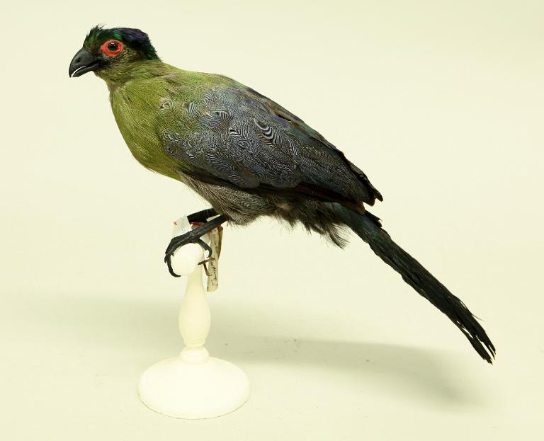 animal naturalisé : oiseau : Touraco à huppe splendide
