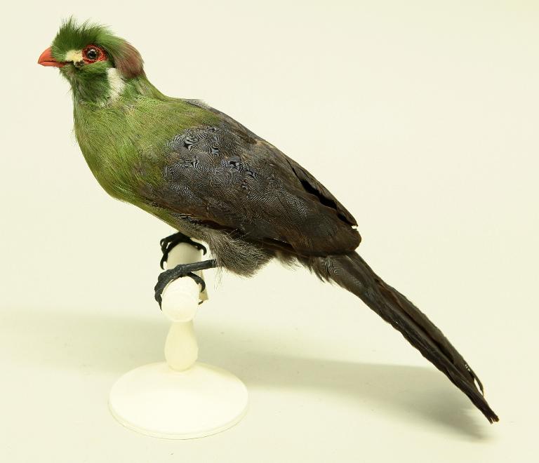 animal naturalisé : oiseau : Touraco à joues blanches