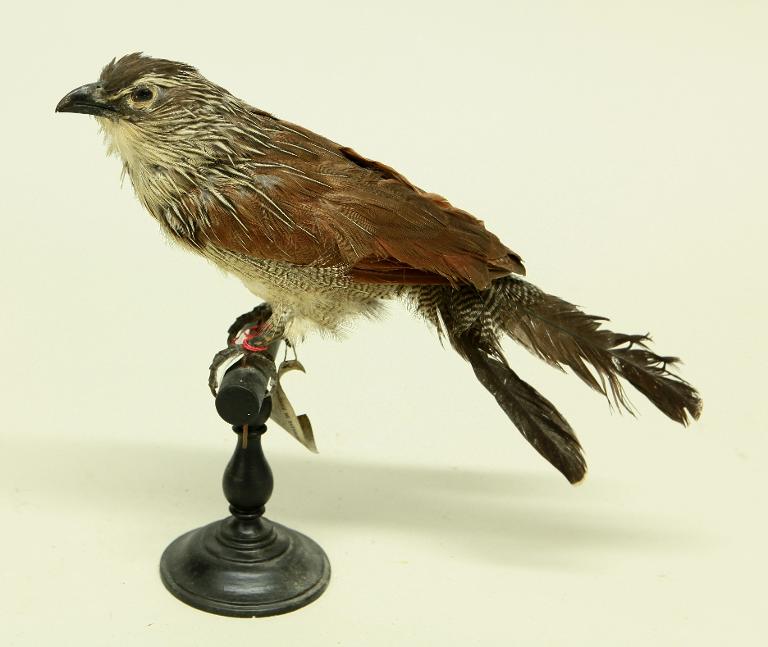animal naturalisé : oiseau : Coucal à sourcils blancs