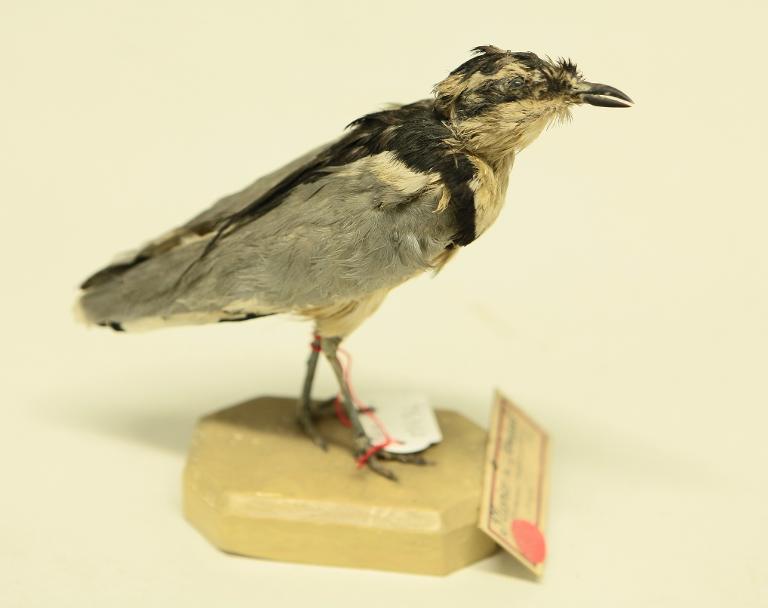 animal naturalisé : oiseau : Pluvian fluviatile