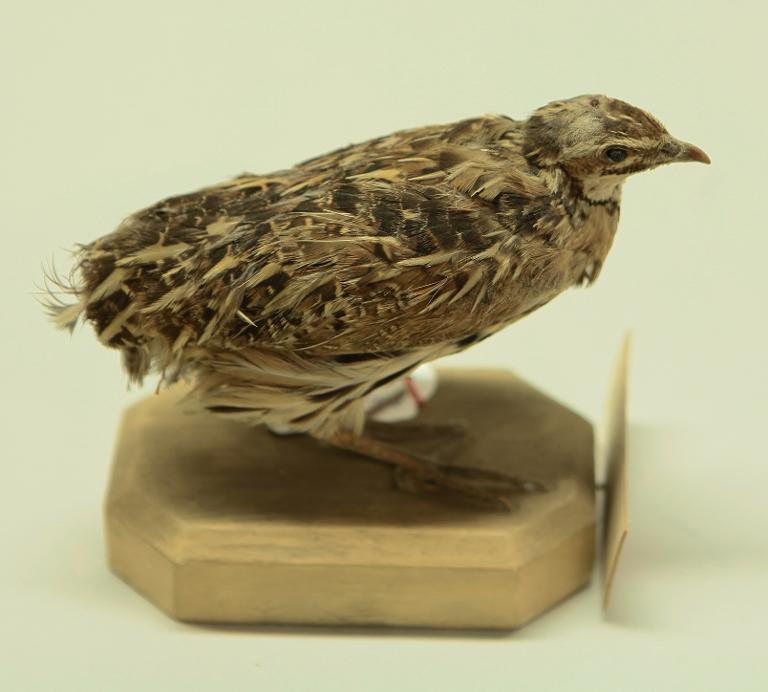 animal naturalisé : oiseau : Caille arlequin