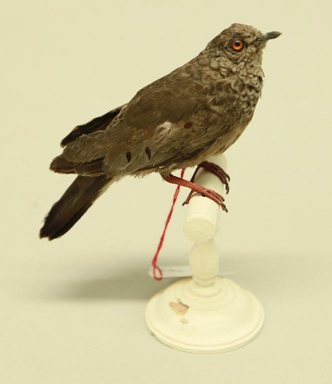 animal naturalisé : oiseau : Colombe à queue noire