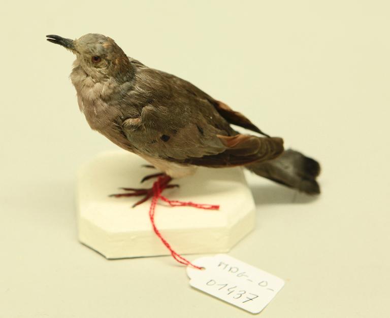 animal naturalisé : oiseau : Colombe pygmée