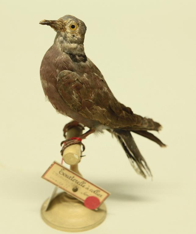 animal naturalisé : oiseau : Tourterelle