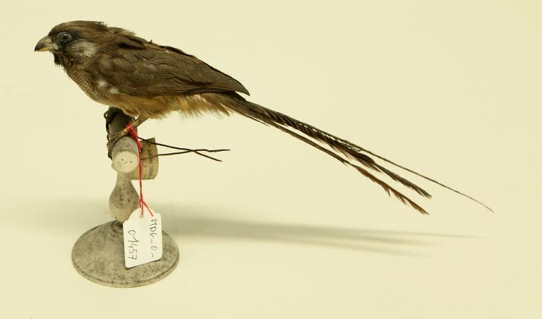 animal naturalisé : oiseau : Coliou rayé