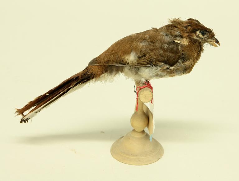 animal naturalisé : oiseau : Trogon