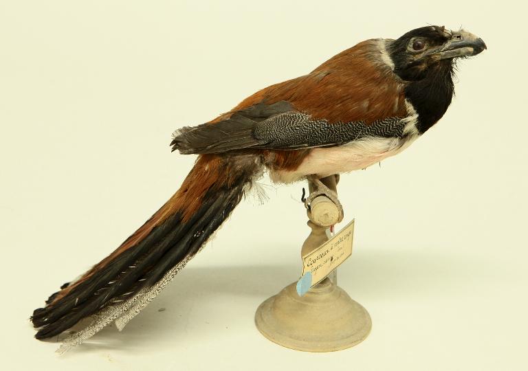 animal naturalisé : oiseau : Trogon de Diard