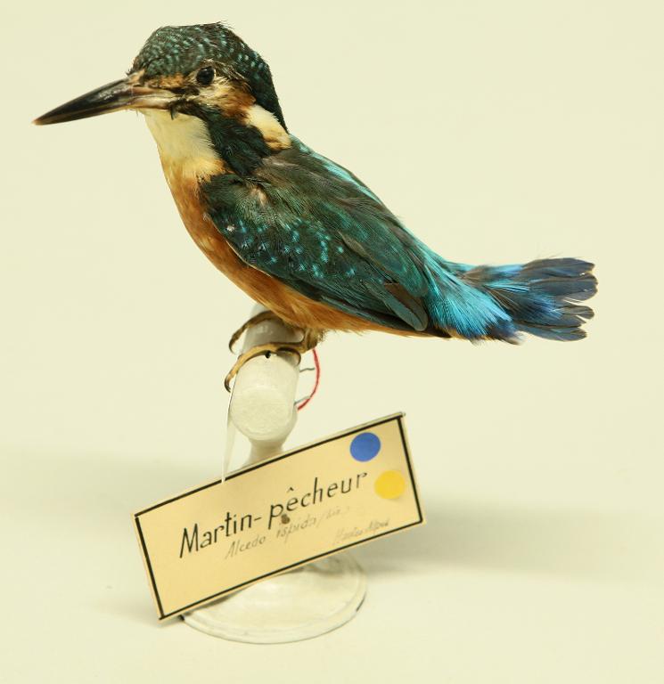animal naturalisé : oiseau : Martin-pêcheur d'Europe