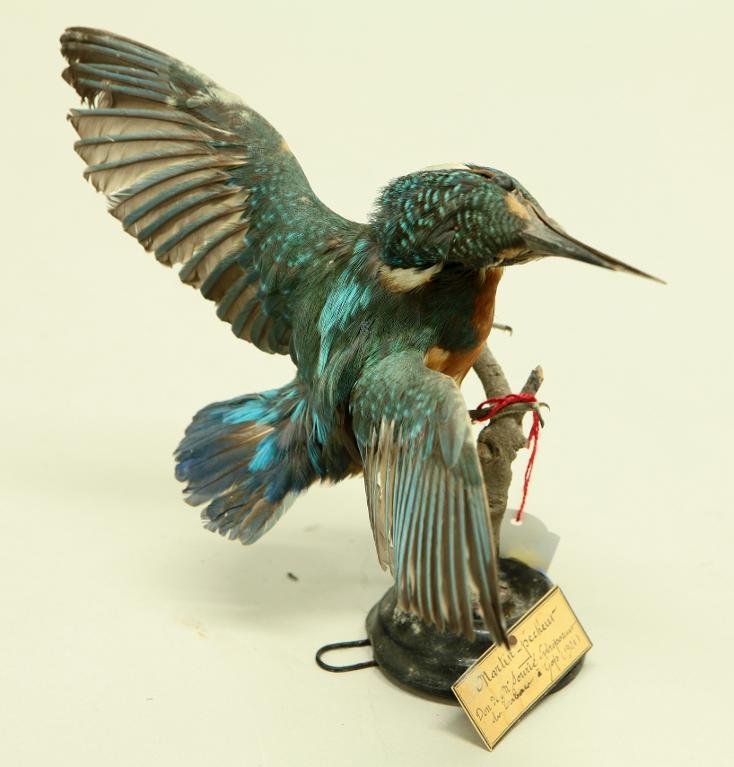 animal naturalisé : oiseau : Martin-pêcheur d'Europe