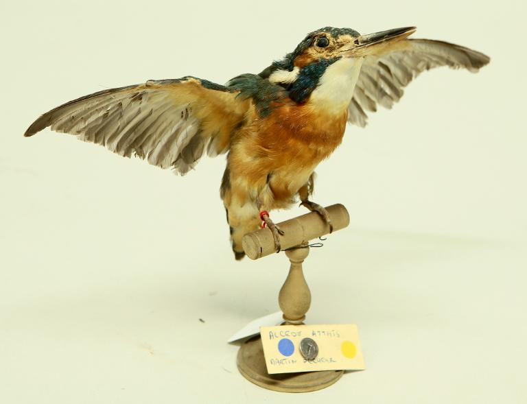 animal naturalisé : oiseau : Martin-pêcheur d'Europe