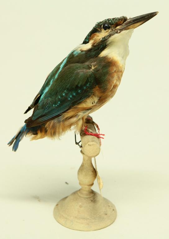 animal naturalisé : oiseau : Martin-pêcheur d'Europe