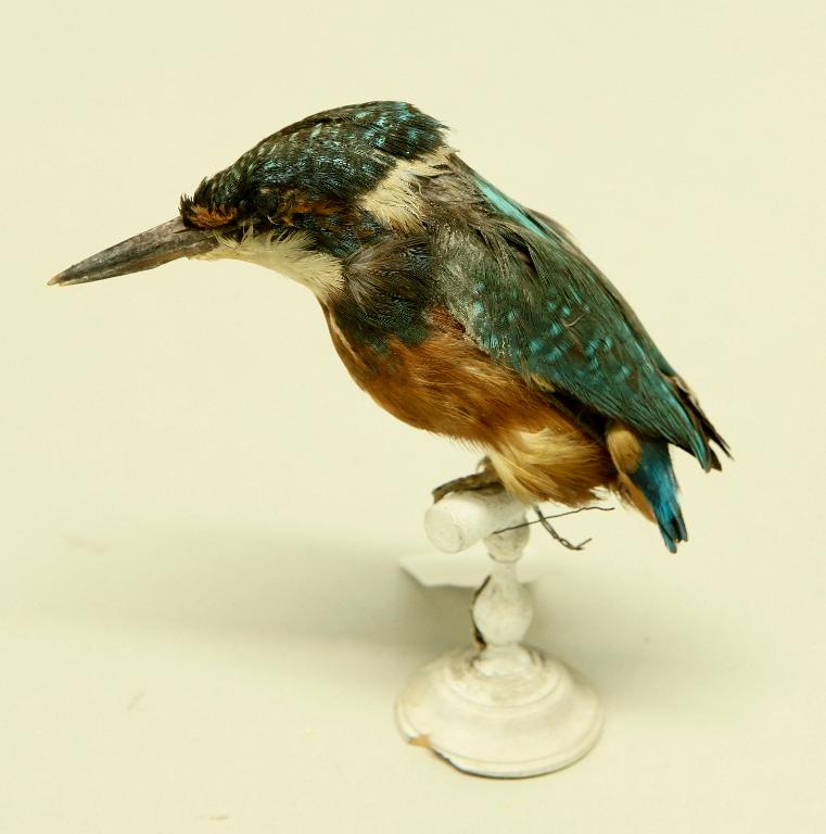 animal naturalisé : oiseau : Martin-pêcheur d'Europe