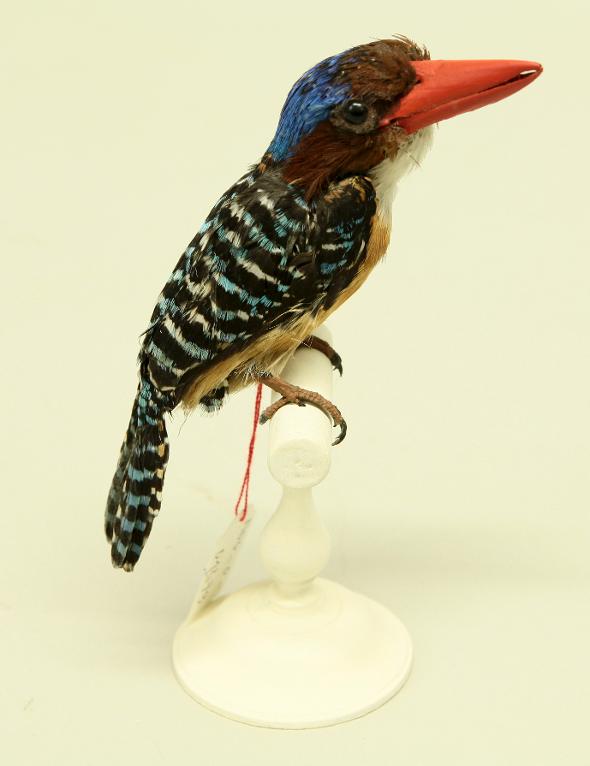 animal naturalisé : oiseau : Martin-chasseur mignon