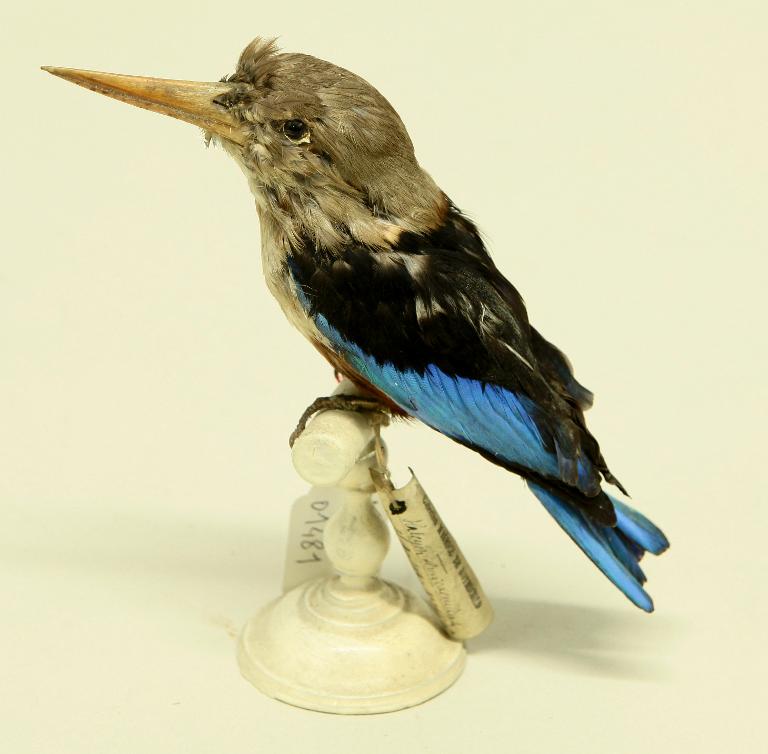 animal naturalisé : oiseau : Martin-chasseur à tête grise