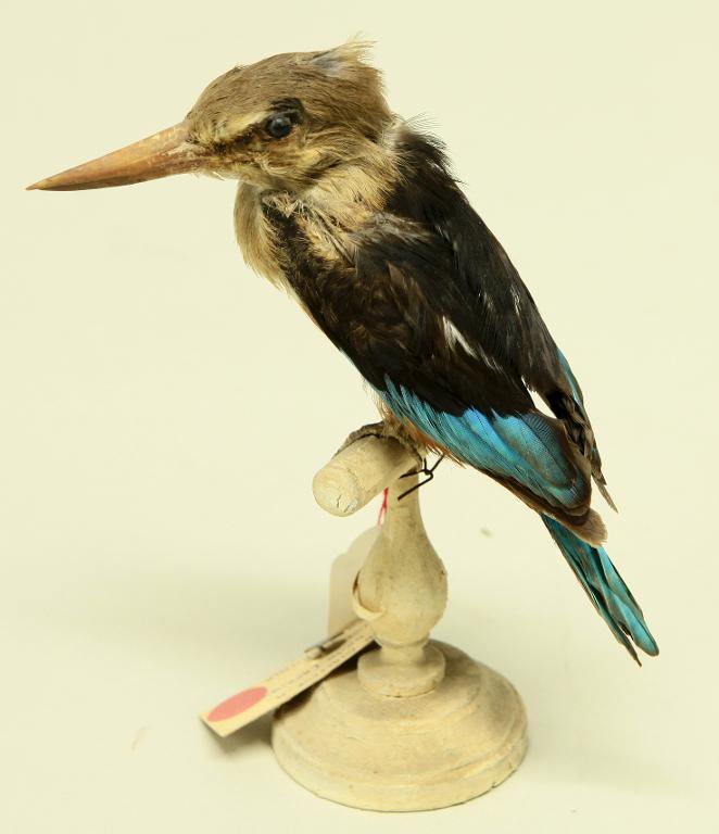 animal naturalisé : oiseau : Martin-chasseur à tête grise