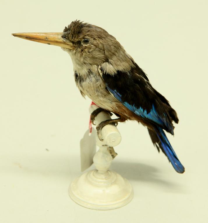 animal naturalisé : oiseau : Martin-chasseur à tête grise