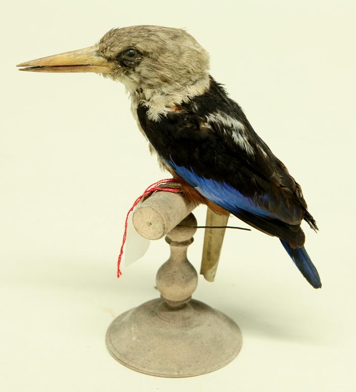 animal naturalisé : oiseau : Martin-chasseur à tête grise