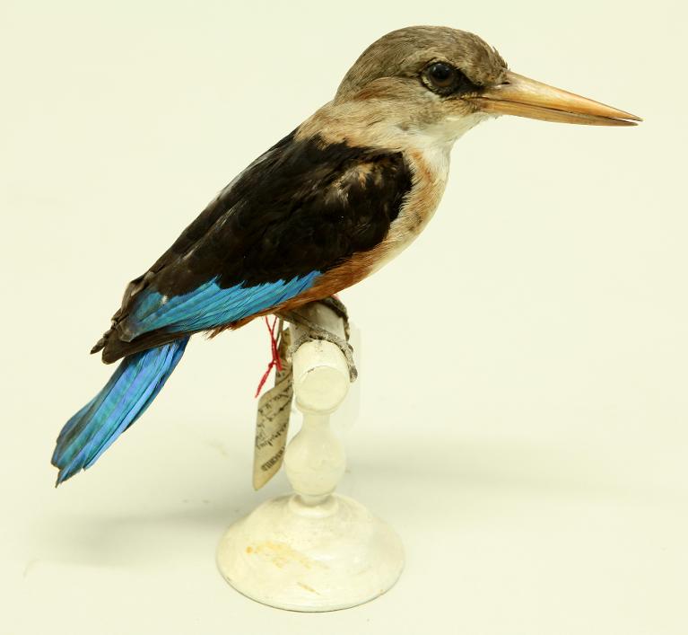 animal naturalisé : oiseau : Martin-chasseur à tête grise