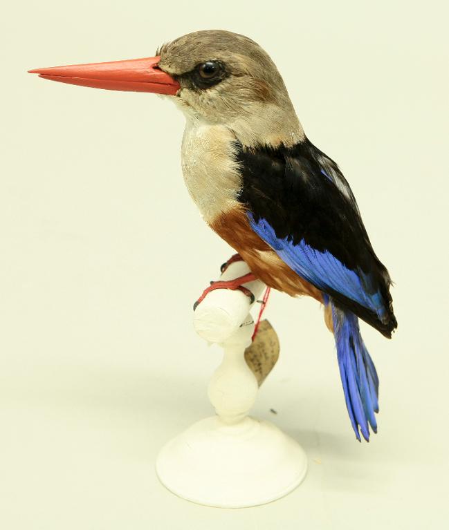 animal naturalisé : oiseau : Martin-chasseur à tête grise