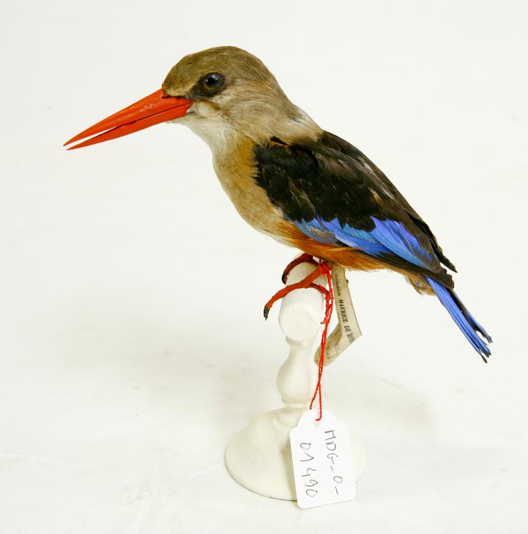 animal naturalisé : oiseau : Martin-chasseur à tête grise