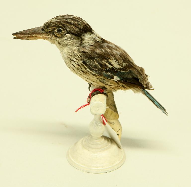 animal naturalisé : oiseau : Martin-chasseur strié