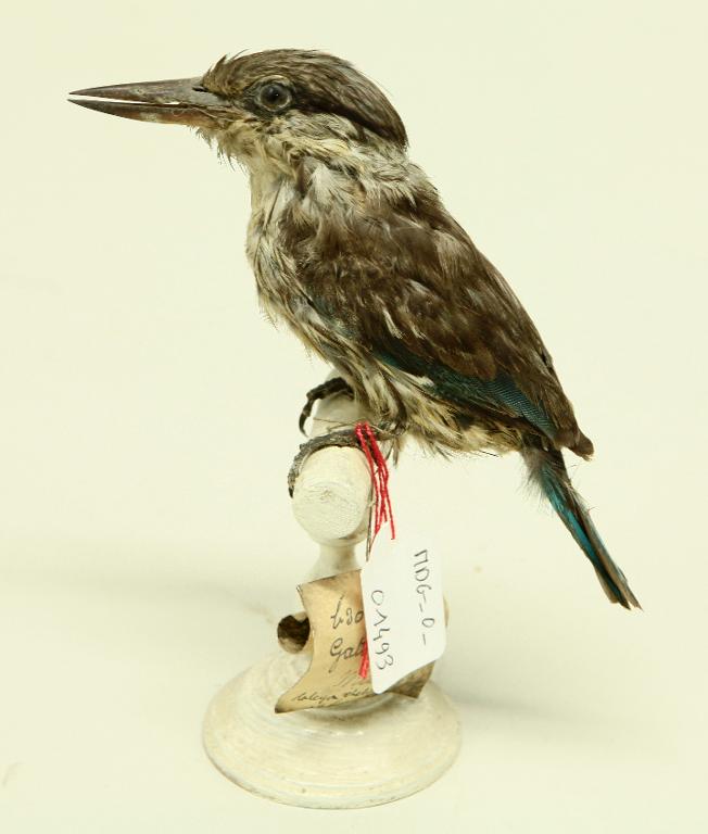 : oiseau : Martin-chasseur strié