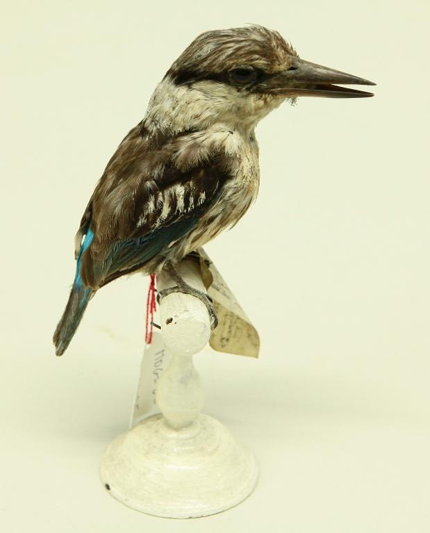 animal naturalisé : oiseau : Martin-chasseur strié