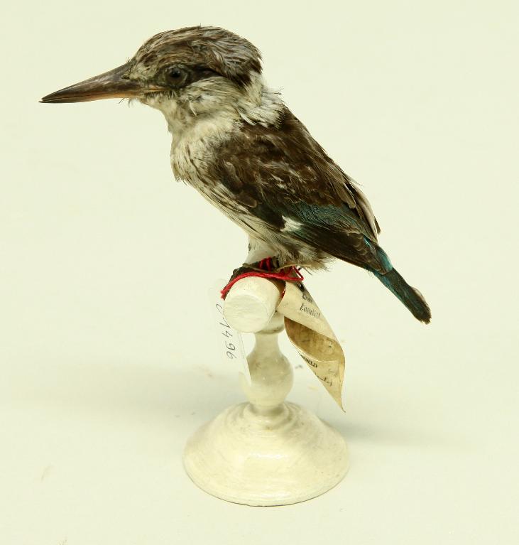 animal naturalisé : oiseau : Martin-chasseur strié