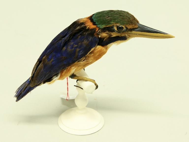 animal naturalisé : oiseau : Martin-chasseur trapu