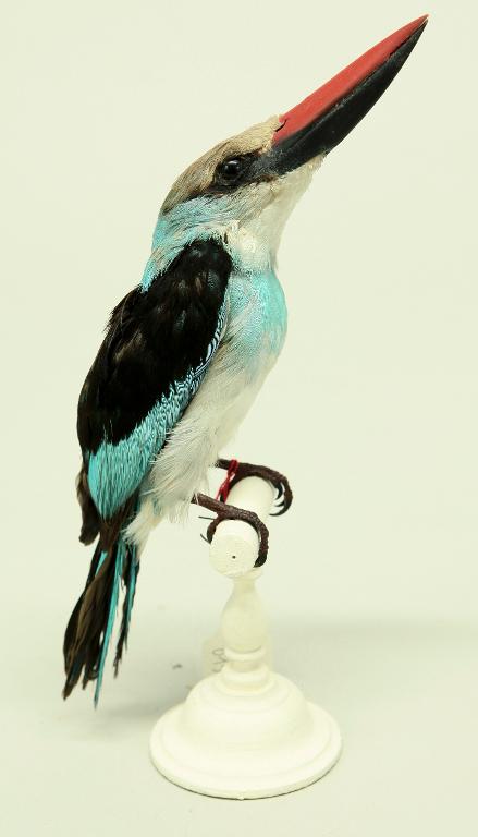 animal naturalisé : oiseau : Martin-chasseur à poitrine bleue