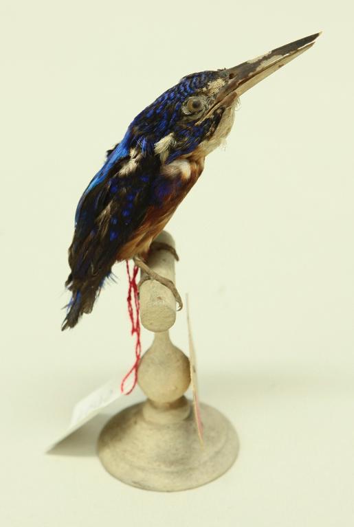 animal naturalisé : oiseau : Martin-pêcheur huppé