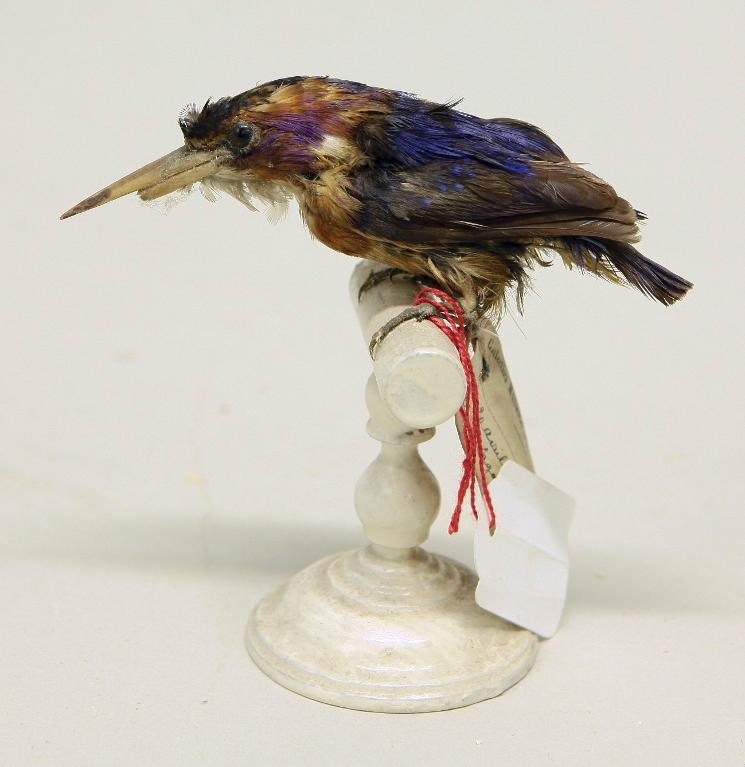 animal naturalisé : oiseau : Martin-pêcheur pygmée