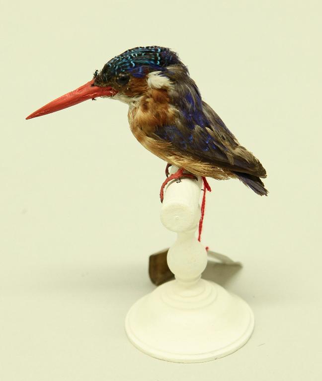 animal naturalisé : oiseau : Martin-pêcheur huppé