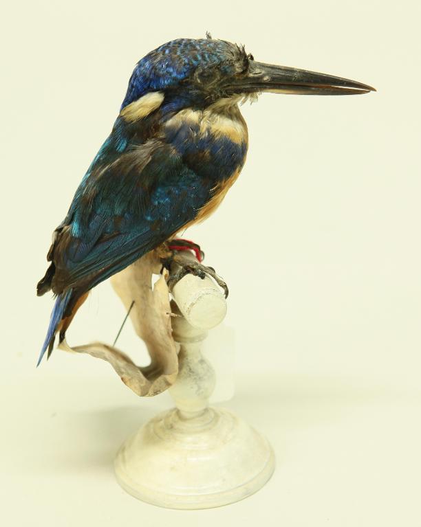 animal naturalisé : oiseau : Martin-pêcheur à demi-collier