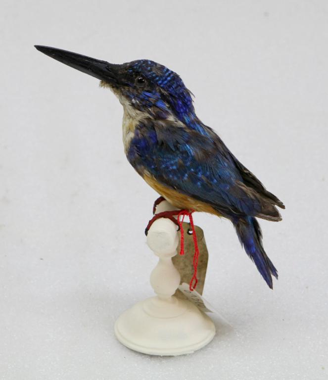 animal naturalisé : oiseau : Martin-pêcheur à demi-collier