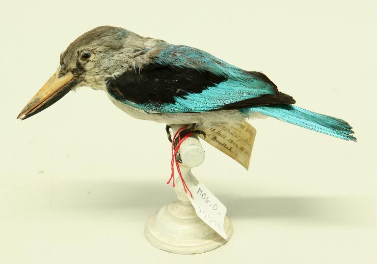 animal naturalisé : oiseau : Martin-chasseur du Sénégal