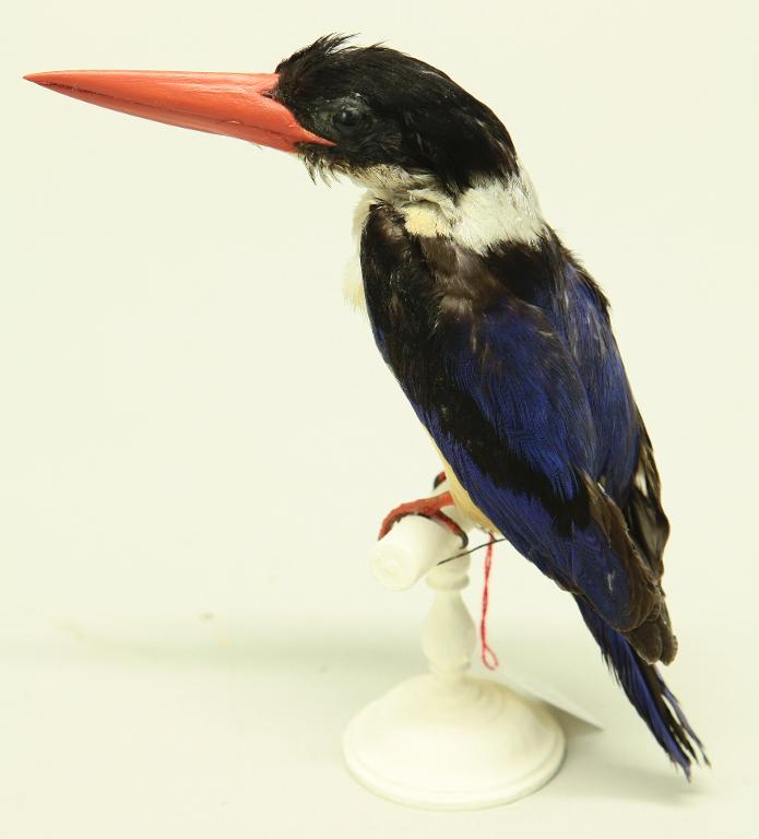 animal naturalisé : oiseau : Martin-chasseur à coiffe noire