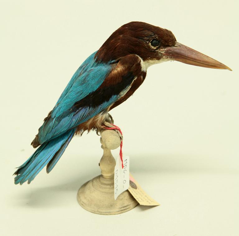 animal naturalisé : oiseau : Martin-chasseur de Smyrne